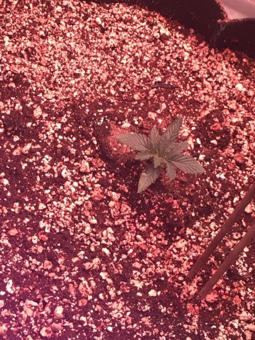 Blackberry Moonrocks - grow 10. Week 1 - 11/05