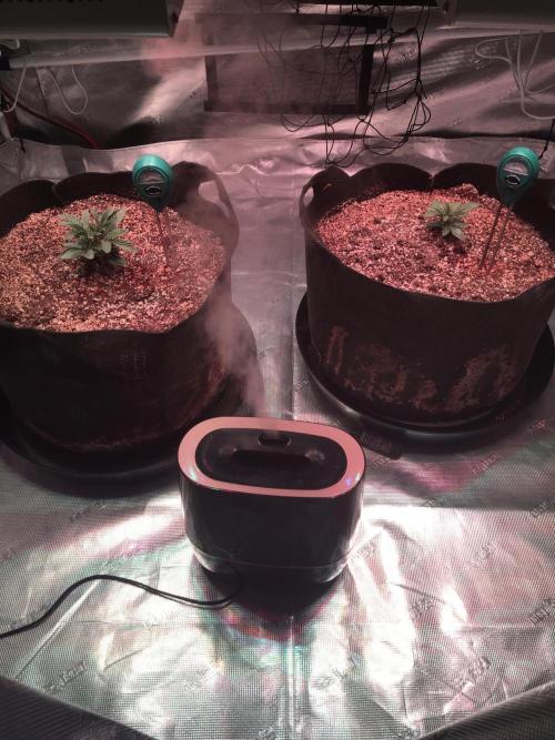 Blackberry Moonrocks - grow 10. Week 2 - 11/08/2025