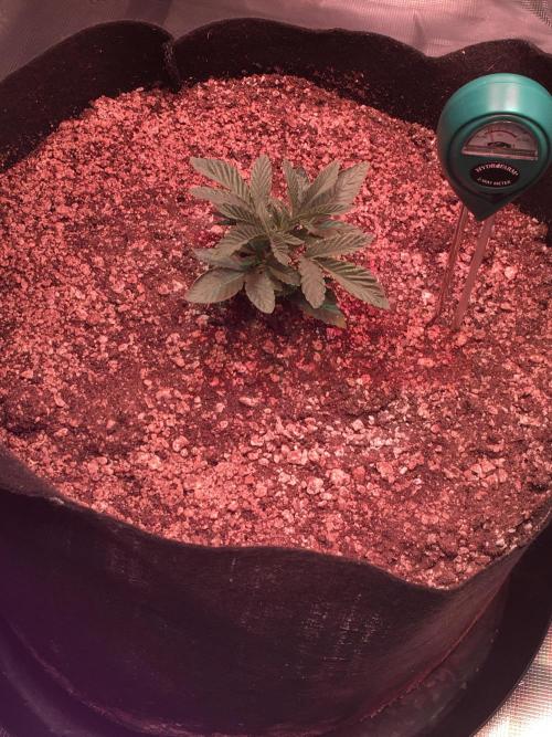 Blackberry Moonrocks - grow 10. Week 2 - 11/08/2025. About 4” tall