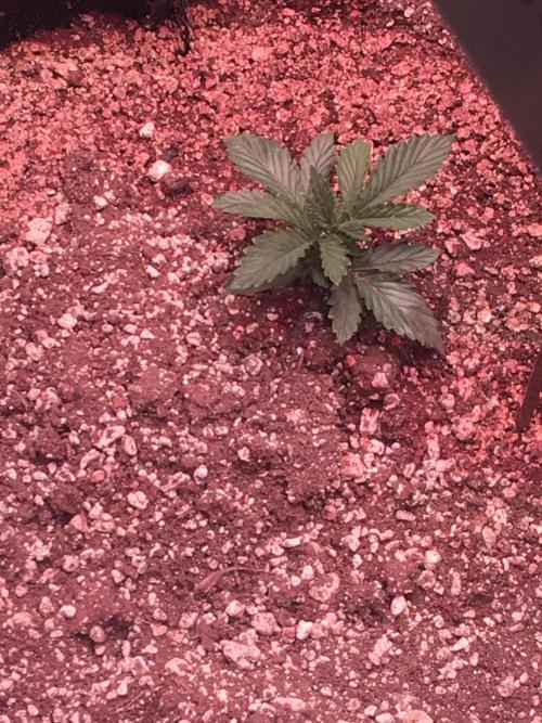 Blackberry Moonrocks - grow 10. Week 2 - 11/08/2025. About 3” tall