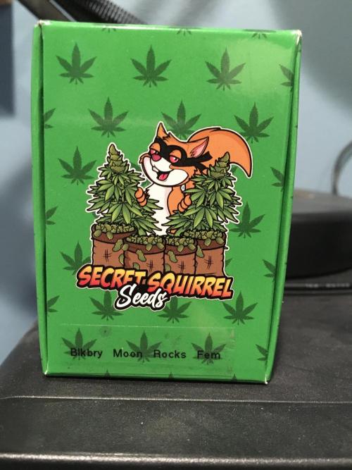 Blackberry Moonrocks - grow 10. Week 2 - The genetics 