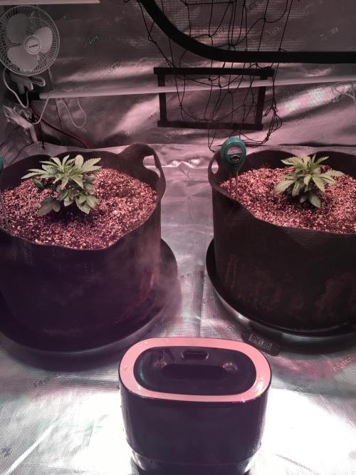 Blackberry Moonrocks - grow 10. Week 2 - 11/12