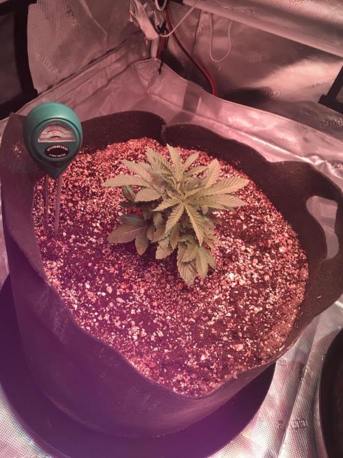 Blackberry Moonrocks - grow 10. Week 2 - 11/12