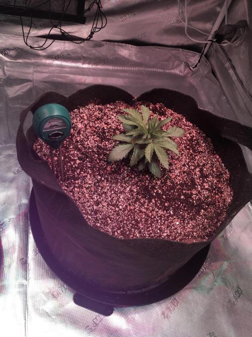 Blackberry Moonrocks - grow 10. Week 2 - 11/12