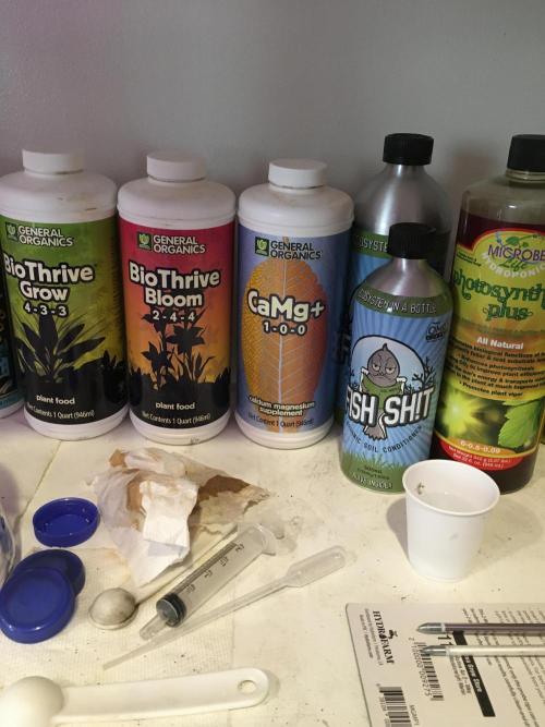 Blackberry Moonrocks - grow 10. Week 3 - Nutrients baby 