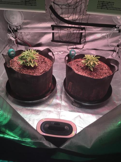 Blackberry Moonrocks - grow 10. Week 3 - 11/15/2025