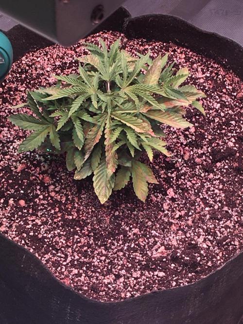 Blackberry Moonrocks - grow 10. Week 3 - 11/15/2025