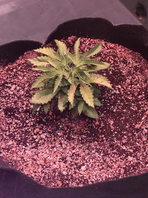 Blackberry Moonrocks - grow 10. Week 3 - 11/15/2025