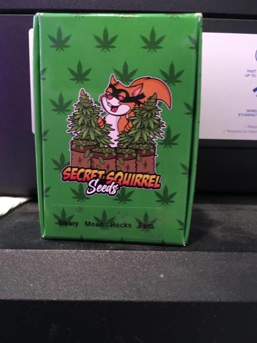 Blackberry Moonrocks - grow 10. Week 3 - Genetics 