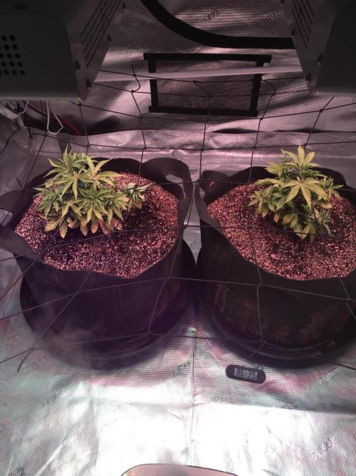 Blackberry Moonrocks - grow 10. Week 3 - 11/21/2025