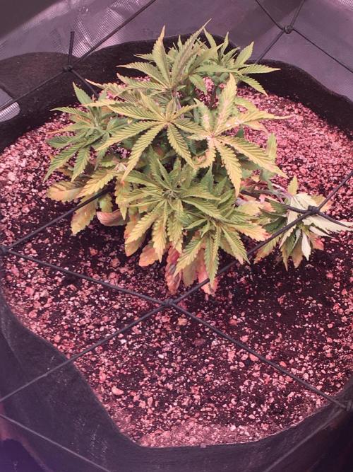 Blackberry Moonrocks - grow 10. Week 3 - 11/21/2025