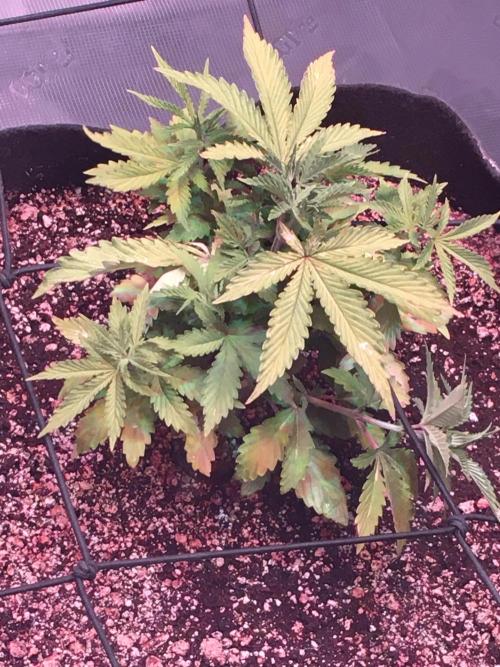 Blackberry Moonrocks - grow 10. Week 3 - 11/21/2025