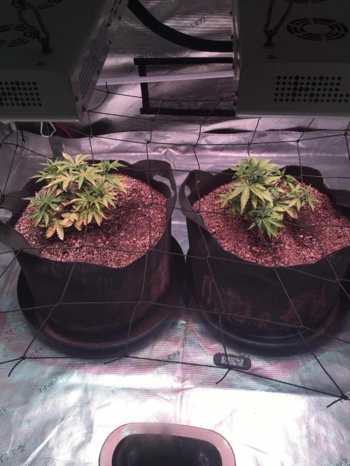 Blackberry Moonrocks - grow 10. Week 4 - 11/22