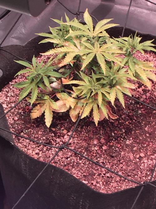 Blackberry Moonrocks - grow 10. Week 4 - 11/22