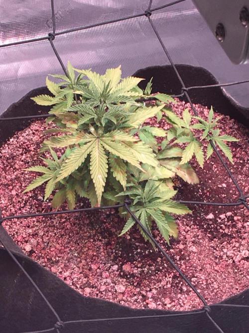 Blackberry Moonrocks - grow 10. Week 4 - 11/22