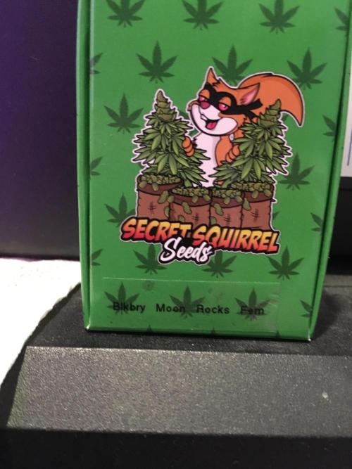 Blackberry Moonrocks - grow 10. Week 4 - Seeds