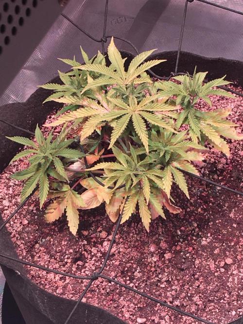 Blackberry Moonrocks - grow 10. Week 4 - 11/21