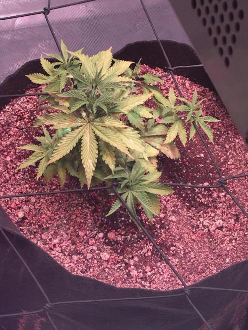 Blackberry Moonrocks - grow 10. Week 4 - 11/21