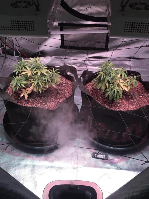 Blackberry Moonrocks - grow 10. Week 4 - 11/26