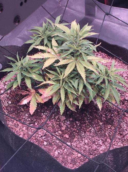 Blackberry Moonrocks - grow 10. Week 4 - 11/26