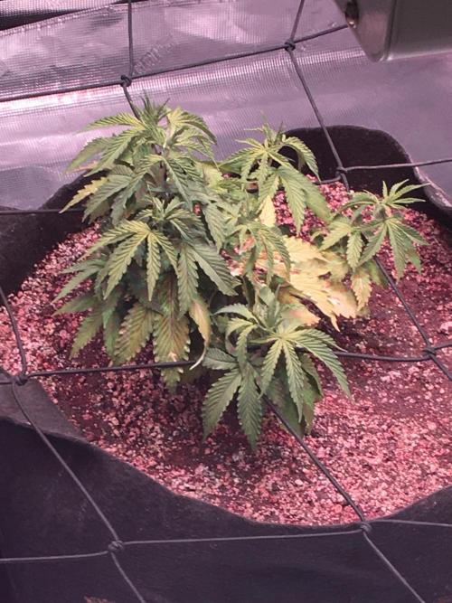 Blackberry Moonrocks - grow 10. Week 4 - 11/26