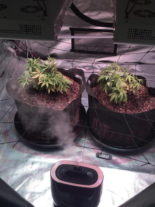 Blackberry Moonrocks - grow 10. Week 5 - 11/29