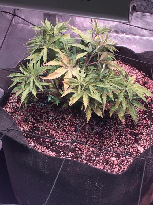 Blackberry Moonrocks - grow 10. Week 5 - 11/29