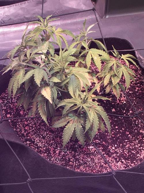 Blackberry Moonrocks - grow 10. Week 5 - 11/29