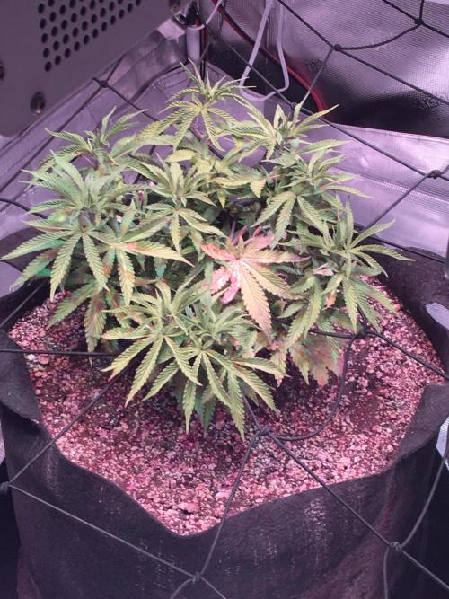 Blackberry Moonrocks - grow 10. Week 6