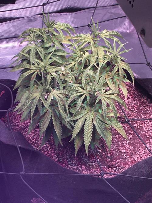 Blackberry Moonrocks - grow 10. Week 6