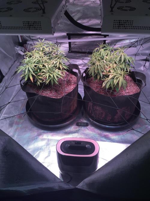 Blackberry Moonrocks - grow 10. Week 7 - 12/13