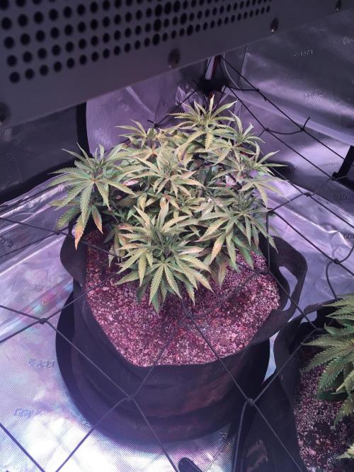 Blackberry Moonrocks - grow 10. Week 7 - 12/13