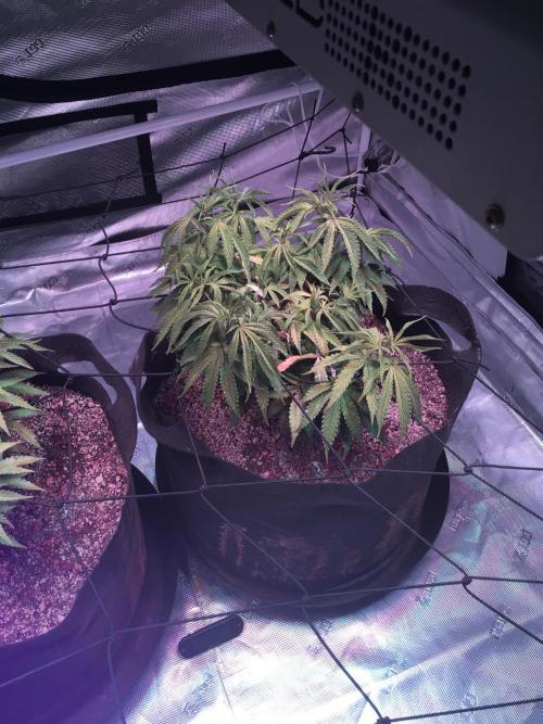 Blackberry Moonrocks - grow 10. Week 7 - 12/13