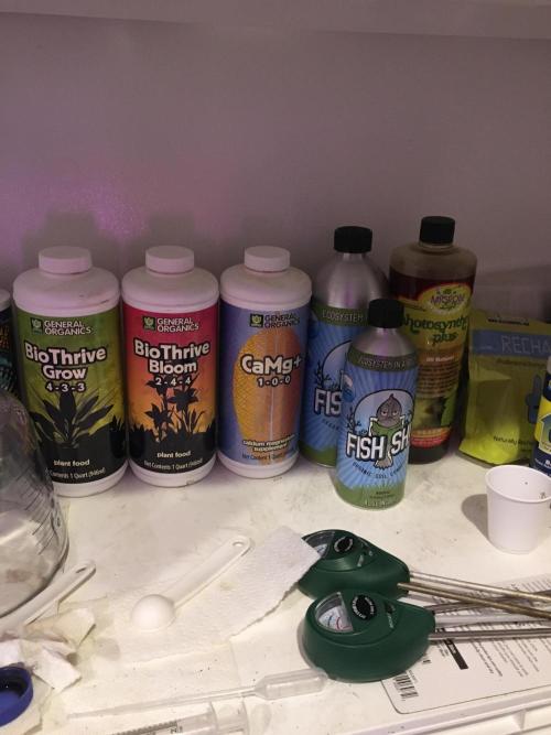 Blackberry Moonrocks - grow 10. Week 7 - Nutrients 