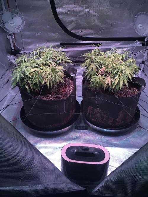 Blackberry Moonrocks - grow 10. Week 8 - 12/20