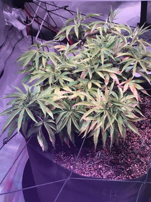 Blackberry Moonrocks - grow 10. Week 8 - 12/20