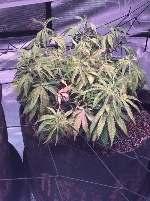 Blackberry Moonrocks - grow 10. Week 8 - 12/20