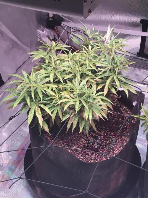 Blackberry Moonrocks - grow 10. Week 8 - 12/24