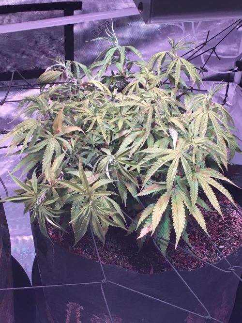 Blackberry Moonrocks - grow 10. Week 8 - 12/24