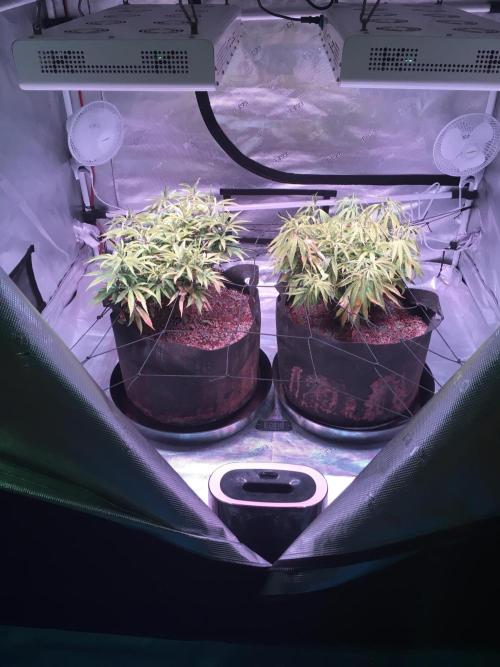 Blackberry Moonrocks - grow 10. Week 9 - 12/27