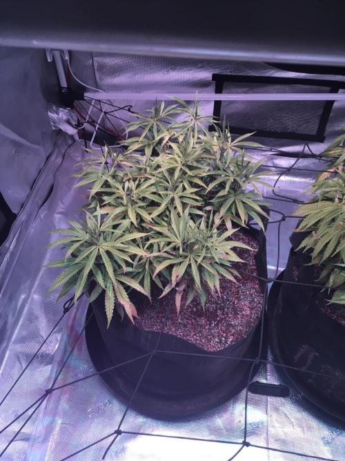 Blackberry Moonrocks - grow 10. Week 9 - 12/27