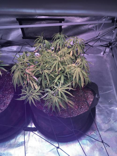 Blackberry Moonrocks - grow 10. Week 9 - 12/27