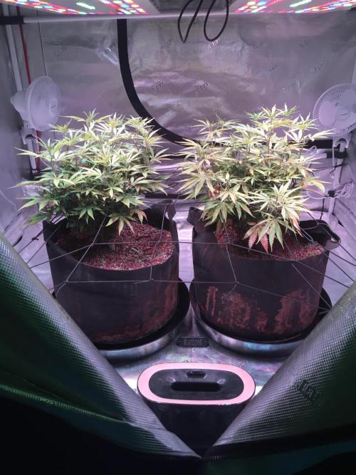 Blackberry Moonrocks - grow 10. Week 10 - 01/03