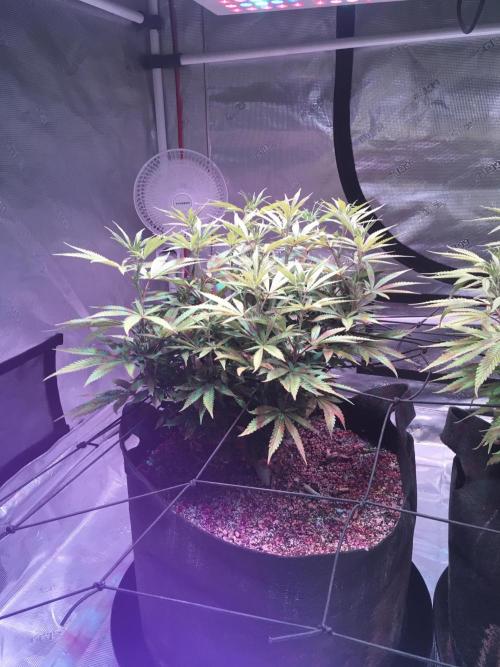 Blackberry Moonrocks - grow 10. Week 10 - 01/03