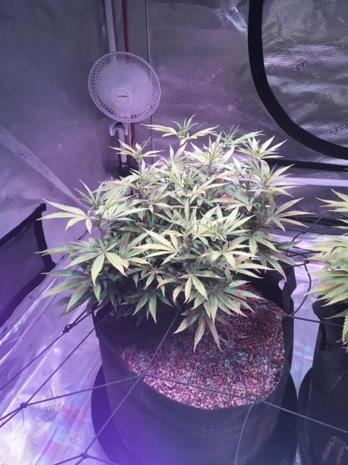 Blackberry Moonrocks - grow 10. Week 10 - 01/03