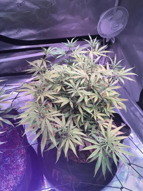 Blackberry Moonrocks - grow 10. Week 10 - 01/03