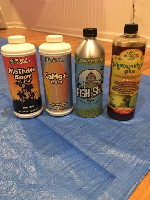 Blackberry Moonrocks - grow 10. Week 11