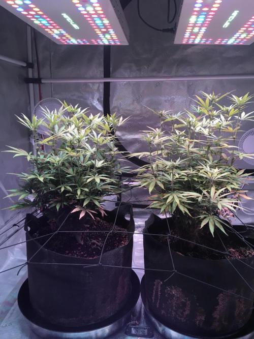 Blackberry Moonrocks - grow 10. Week 11