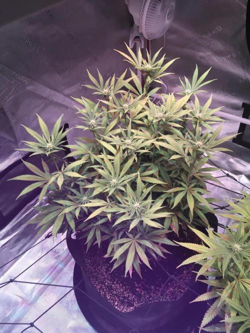 Blackberry Moonrocks - grow 10. Week 11