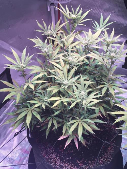 Blackberry Moonrocks - grow 10. Week 11